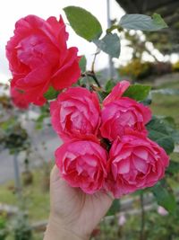 Close-up of hand holding pink rose flower