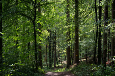 Trees growing in forest