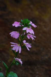 Close-up of flowers blooming outdoors