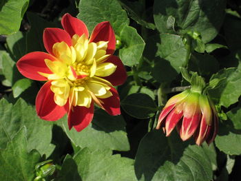 Close-up of red flower