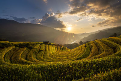 Scenic view of agricultural field against sky during sunset