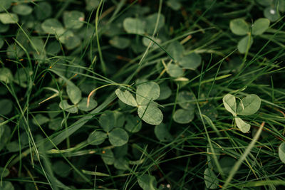 Green shamrock natural background, green clover leaves in the grass