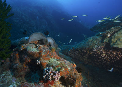 Fish swimming in sea