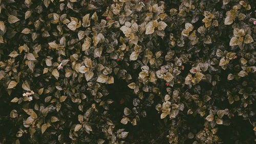 Full frame shot of flowering plants