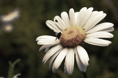 Close-up of insect on flower