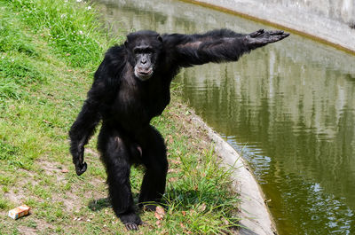 Close-up of chimpanzee standing by canal at zoo