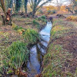 Scenic view of forest against sky