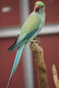Close-up of parrot perching on branch