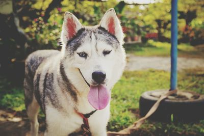 Portrait of siberian husky sticking out tongue while standing in yard