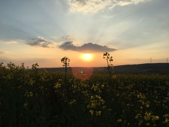 Plants growing on field against sky during sunset