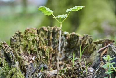 Close-up of moss growing on rock