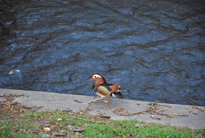 Bird on a lake