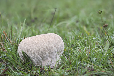 Close-up of a mushroom in field