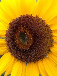 Macro shot of sunflower