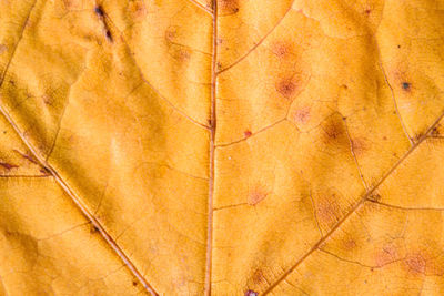 Full frame shot of orange leaf on sand