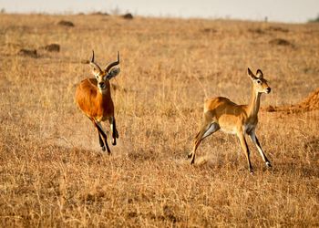 Side view of two antilopes on field