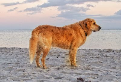 Lion standing in the beach