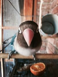 Close-up of bird in cage