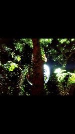 Low angle view of trees at night