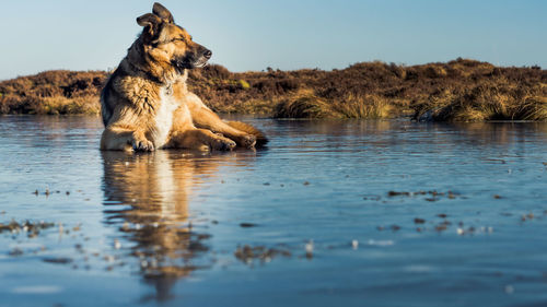 Dog standing in a lake