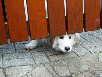 Dog on footpath