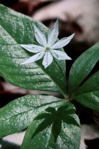 Close-up of wet potted plant leaves