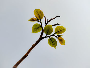 Close-up of yellow flowering plant against clear sky