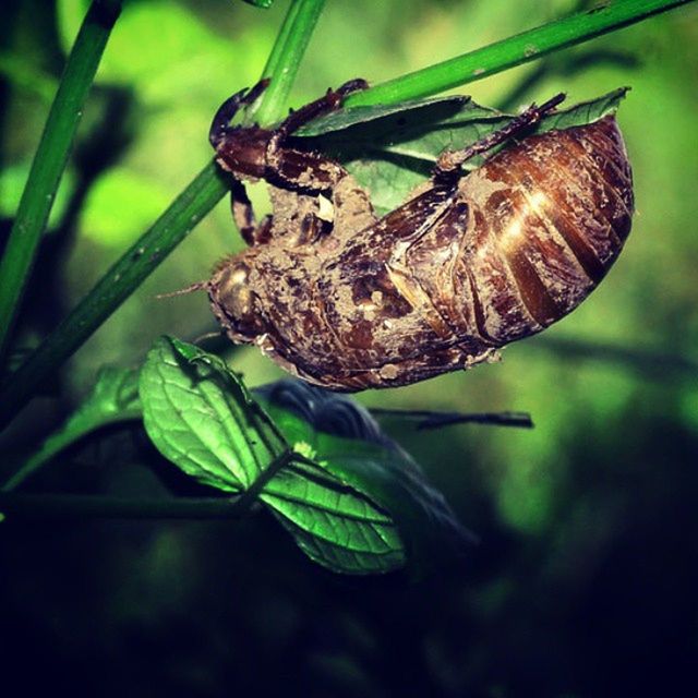 one animal, animal themes, animals in the wild, insect, wildlife, close-up, focus on foreground, leaf, animal antenna, plant, nature, green color, selective focus, outdoors, day, growth, no people, natural pattern, beauty in nature, sunlight