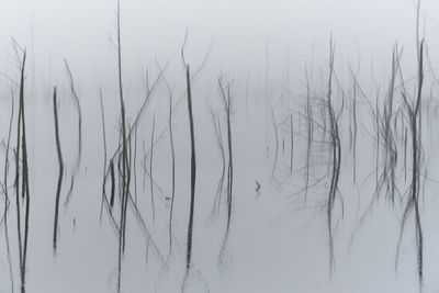 Close-up of stalks in lake against sky