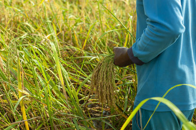 Midsection of man harvesting crops on agricultural field