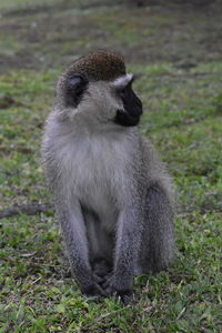 View of gorilla sitting on field