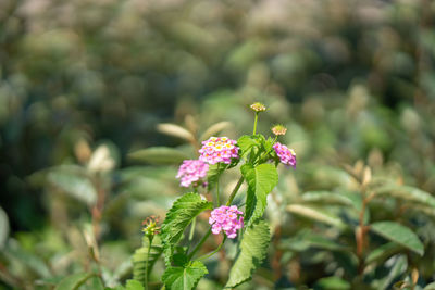 Close-up of pink flowering plant