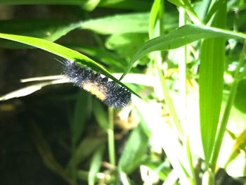 Close-up of insect on plant