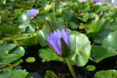 Close-up of purple water lily in pond