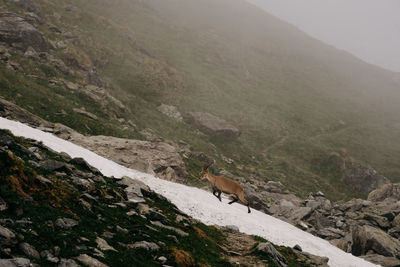 High angle view of mountain goat walking on land