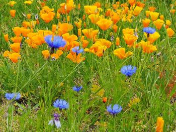 Close-up of purple crocus flowers on field