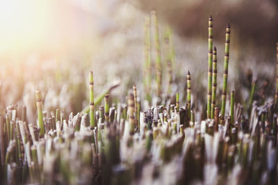 Close-up of fresh plants