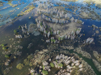 Reflection of trees in water