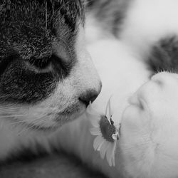 Close-up of a cat