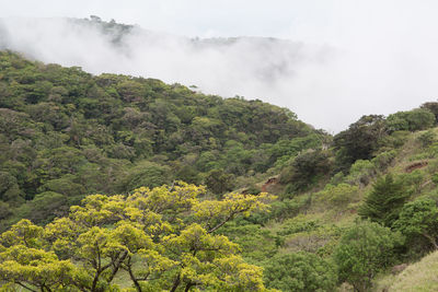 Scenic view of forest