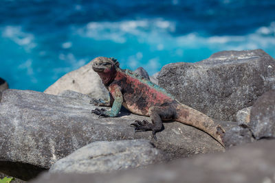 Lizard on rock in sea