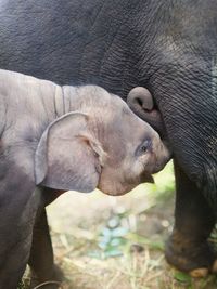 Close-up of elephant on field