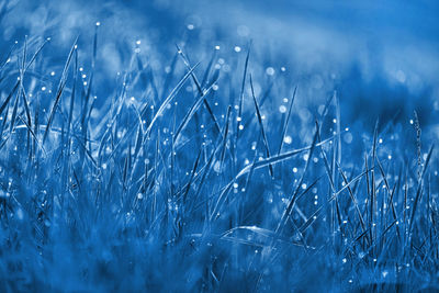 Full frame shot of raindrops on grass