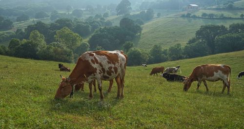 Horses in a field