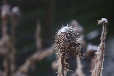 Close-up of dry plant on field