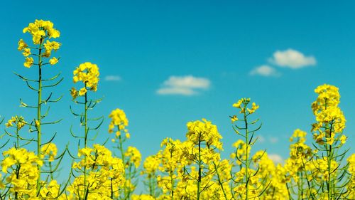 Fresh yellow flowers blooming in field against blue sky