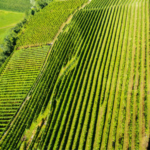 Scenic view of agricultural field