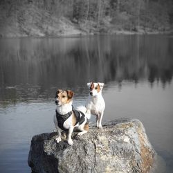 Dog standing on rock by lake