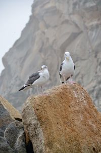 Seagull perching on rock at beach