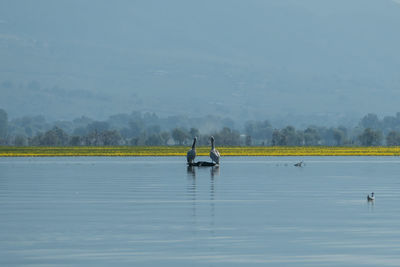 View of birds on lake against sky